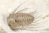 Spiny Trilobite (Kettneraspis) - Black Cat Mountain, Oklahoma #209149-1